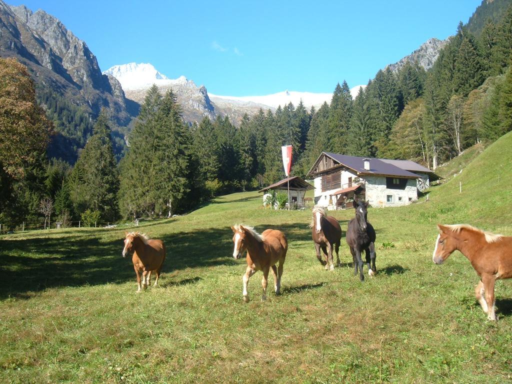 Farm stay Agriturismo Maso Grisun *