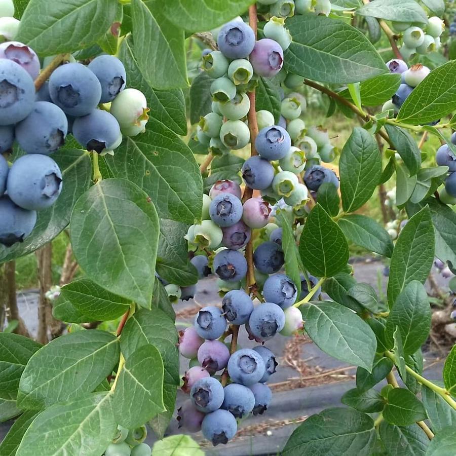 Maso Grisun Farm stay